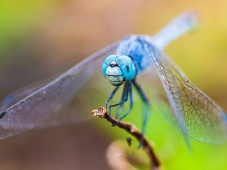 Insekten, Landwirtschaft und Apfelmus – was hat das miteinander zu tun? Titlebild